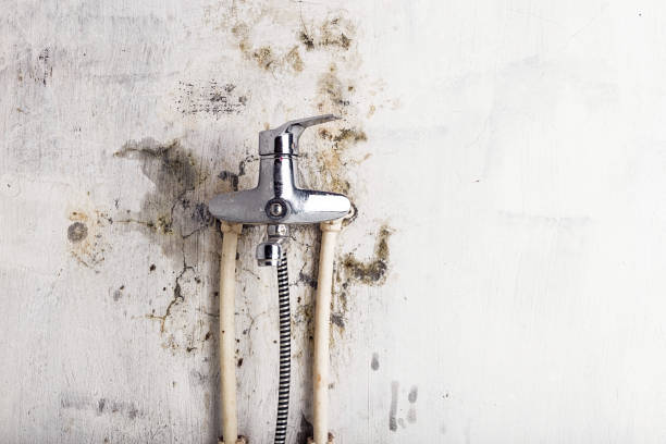 Best Mold Removal Specialists  in Saks, AL