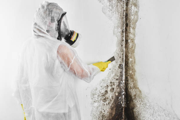 Best Professional Mold Removal  in Saks, AL