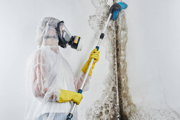 Best Mold Cleaning Services  in Saks, AL