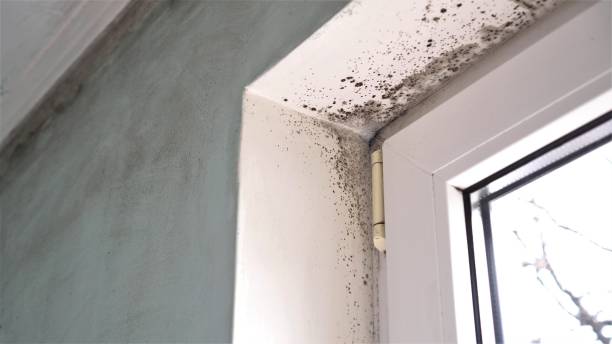Best Same-Day Mold Removal  in Saks, AL
