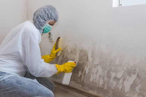 Best Mold Testing  in Saks, AL