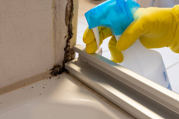 Mold Removal Process in Saks, AL