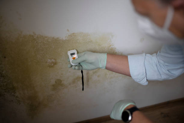 Best Mold Testing  in Saks, AL