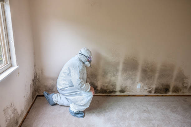 Best Affordable Mold Removal  in Saks, AL