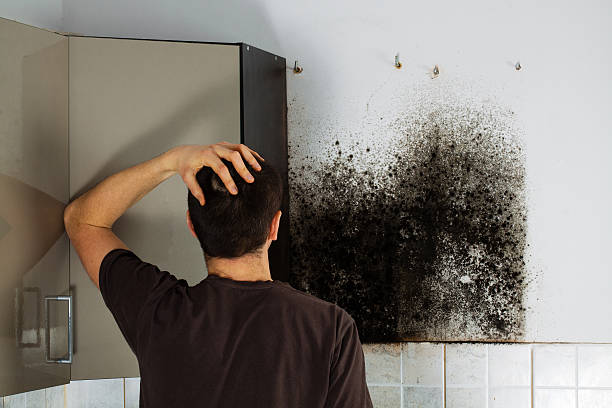 Best Fast Mold Removal  in Saks, AL
