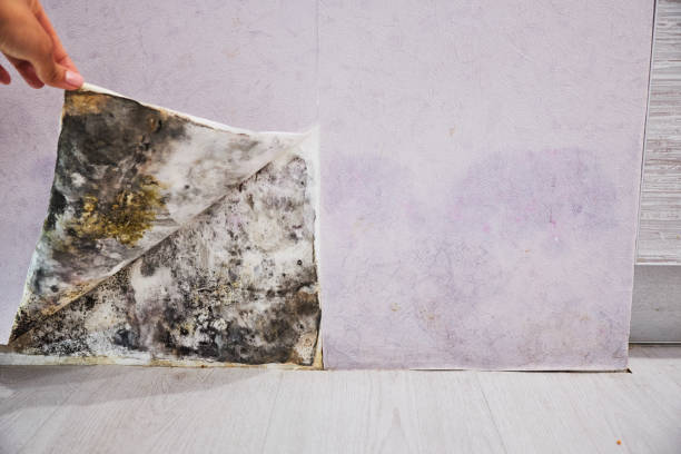 Best Emergency Mold Removal  in Saks, AL